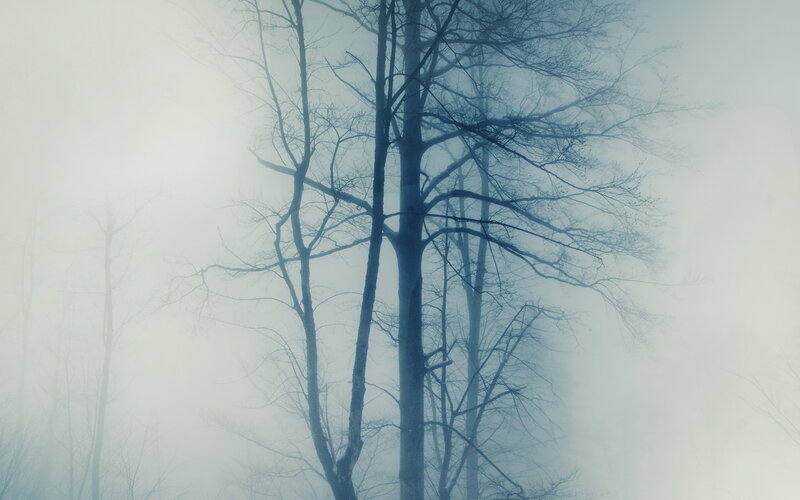 Bare Trees in Fog — Gray, Misty, Winter