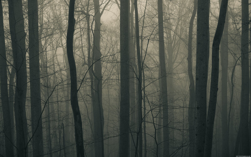 Bare Trees in Fog — Gray, Mysterious