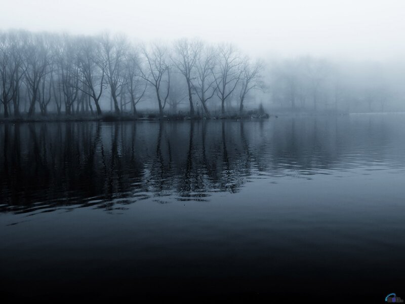 Bare Trees in Fog — Gray, Somber, Morning, Photograph, Lake