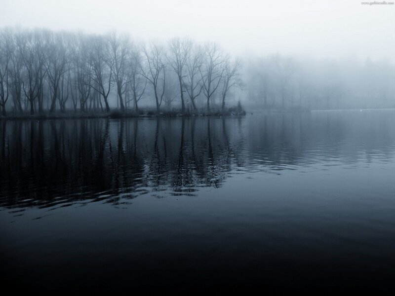 Bare Trees in Fog — Gray, Somber, Morning