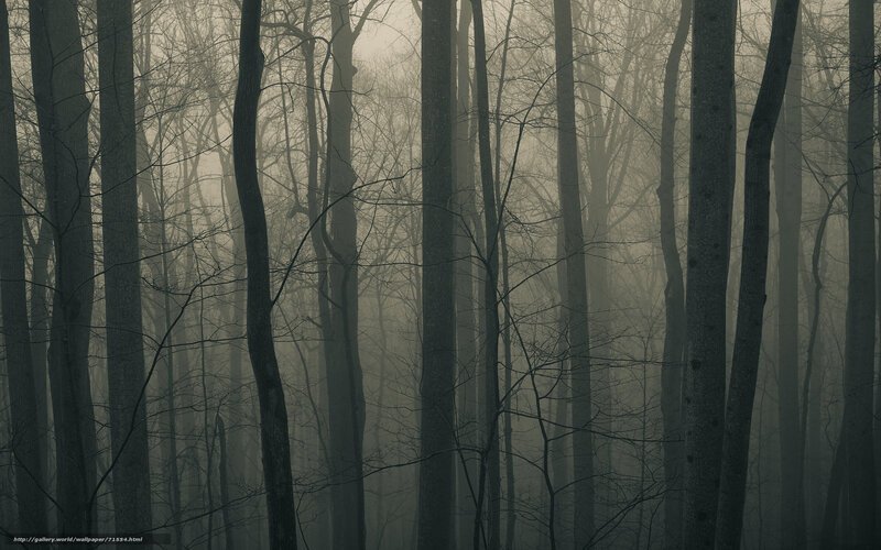 Bare Trees in Fog — Gray, Somber