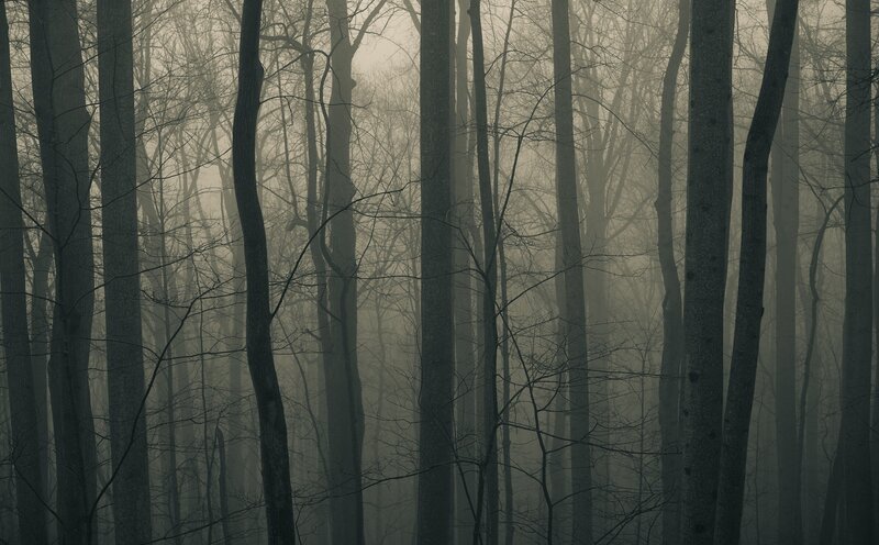 Bare Trees in Fog — Gray, Somber, Winter, Photograph, Forest