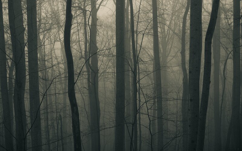 Bare Trees in Fog — Gray, Somber, Winter, Photograph