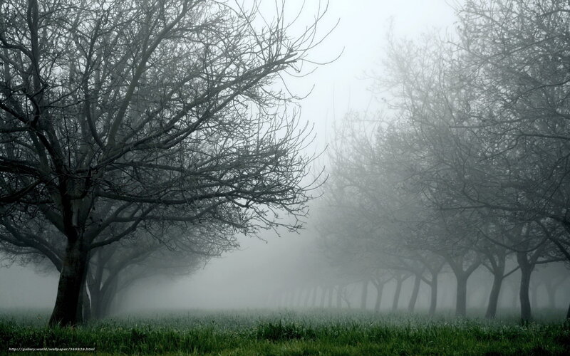 Bare Trees in Fog — Green, Misty