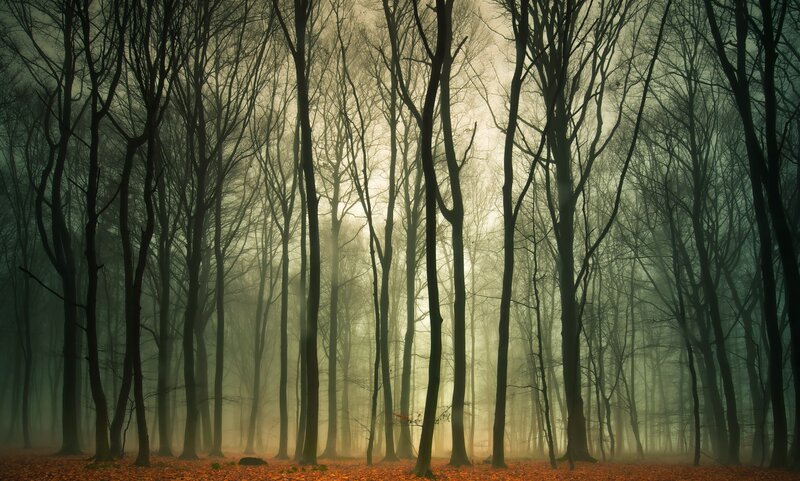 Bare Trees in Fog — Green, Mysterious, Autumn