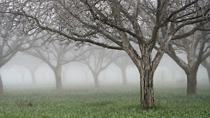 Bare Trees in Fog — Green