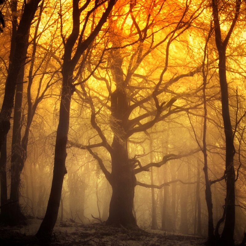 Bare Trees in Fog — Orange, Dramatic