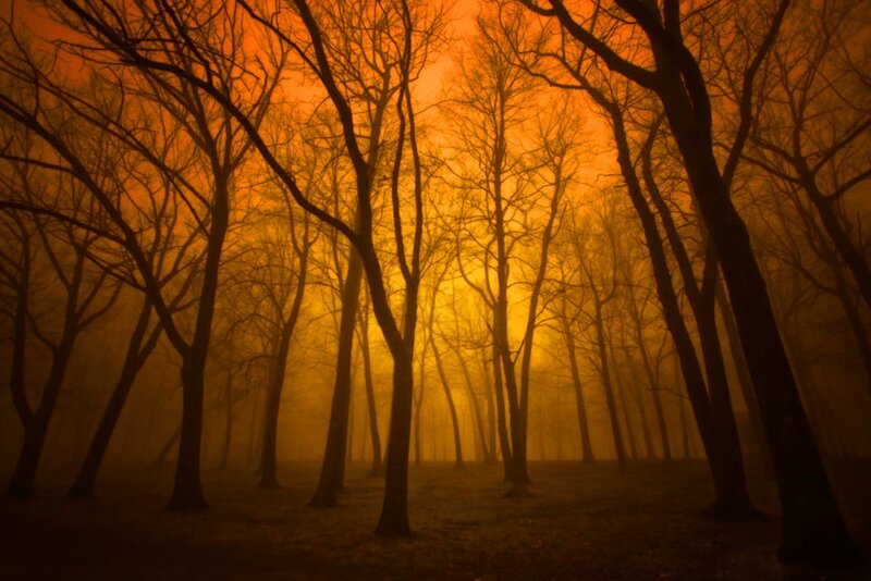 Bare Trees in Fog — Orange, Eerie