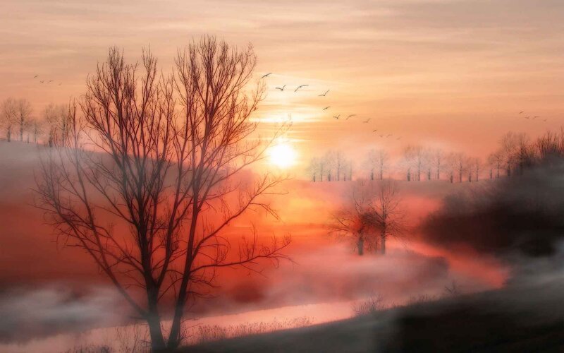 Bare Trees in Fog — Orange, Serene