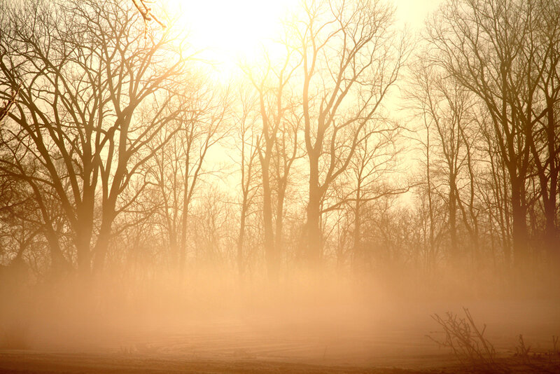 Bare Trees in Fog — Orange