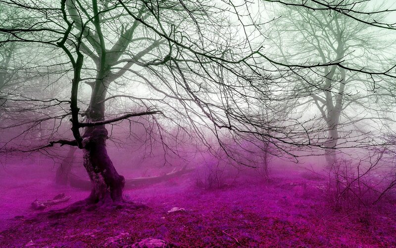 Bare Trees in Fog — Purple, Eerie