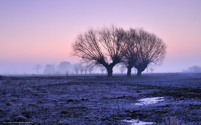 Bare Trees in Fog — Purple, Serene