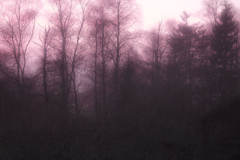 Bare Trees in Fog — Purple