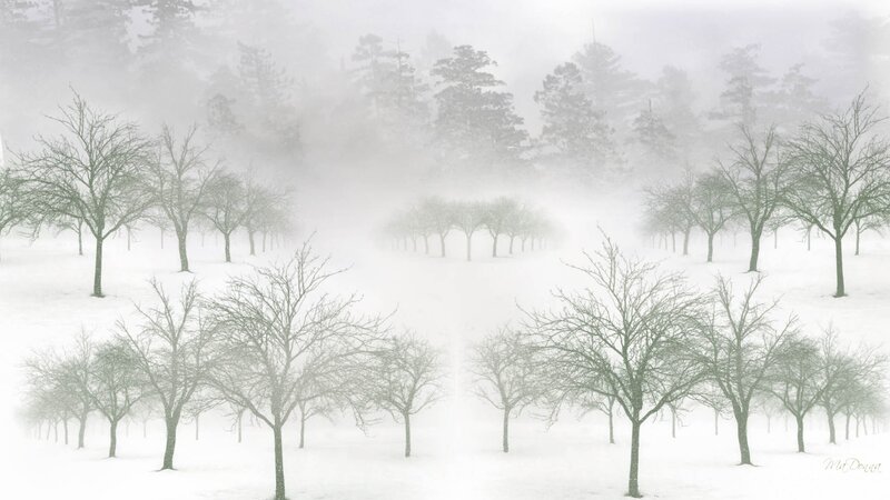 Bare Trees in Fog