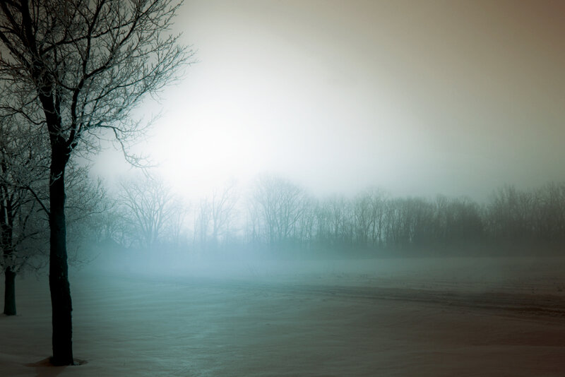 Bare Trees in Fog — White