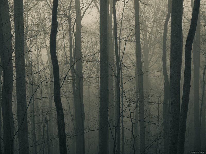 Bare Trees in Fog — Winter