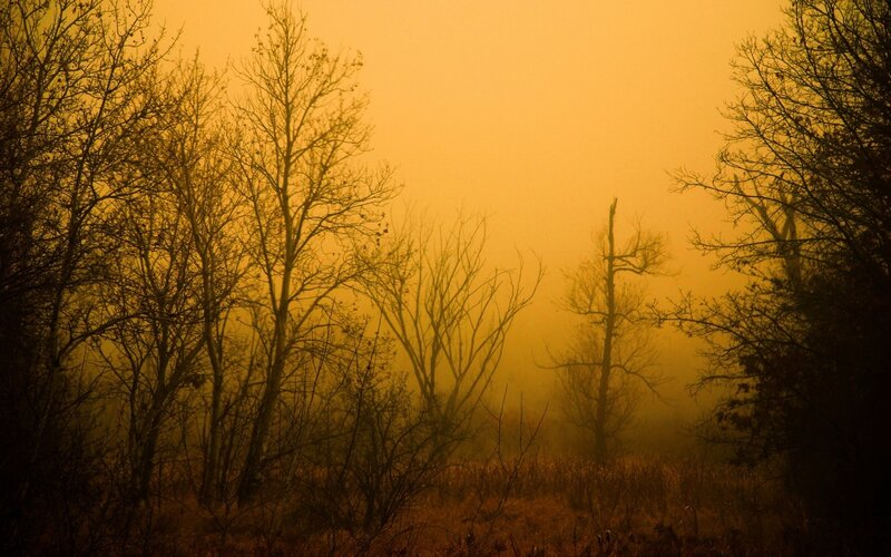 Bare Trees in Fog — Yellow, Eerie, Sunset