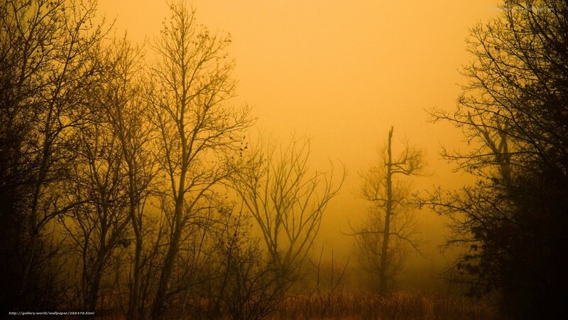 Bare Trees in Fog — Yellow, Eerie