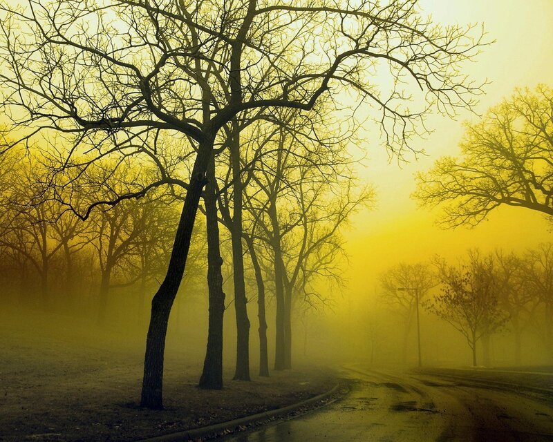 Bare Trees in Fog — Yellow, Misty, Morning, Photograph, Road