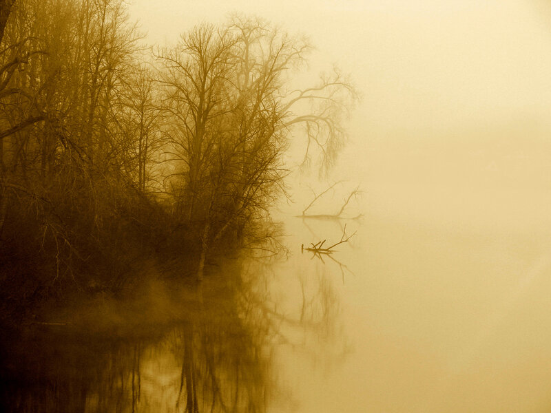 Bare Trees in Fog — Yellow, Misty, Morning