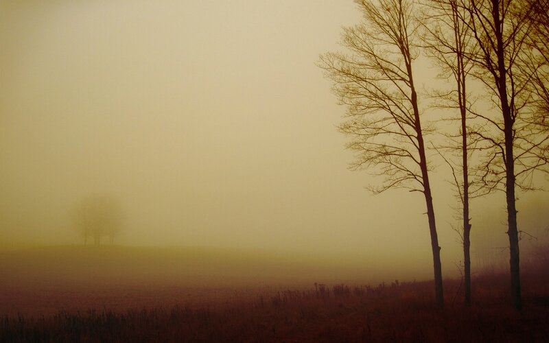 Bare Trees in Fog — Yellow, Misty