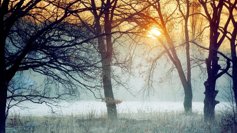 Bare Trees in Fog — Yellow