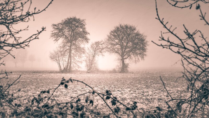 Bare Trees in Foggy Field