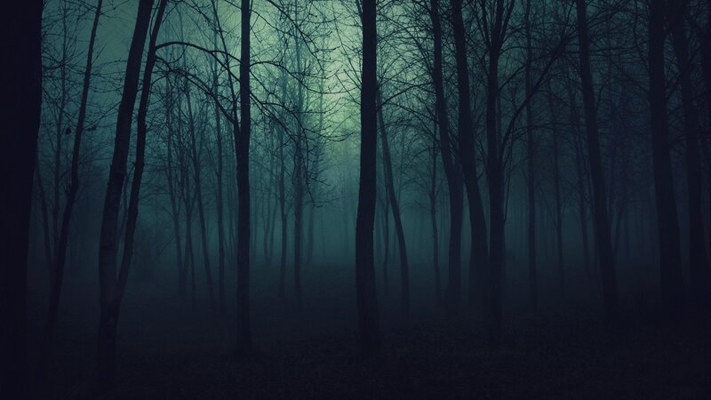Bare Trees in Foggy Forest — Blue, Dark, Night