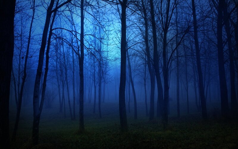 Bare Trees in Foggy Forest