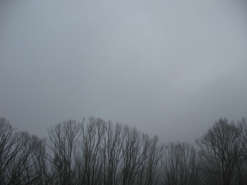 bare trees in foggy sky