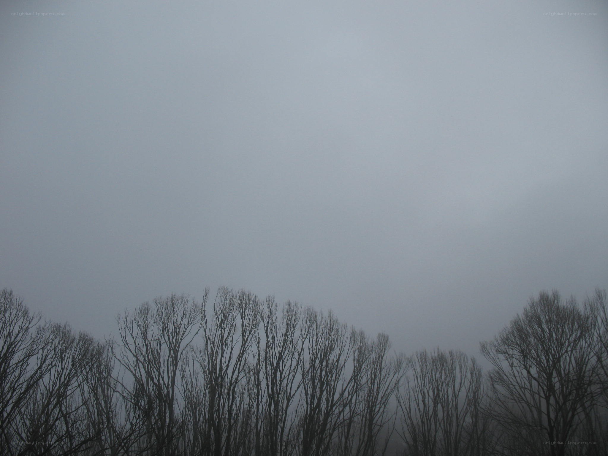 bare trees in foggy sky