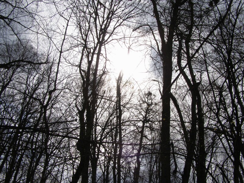 Bare Trees in Forest — Black