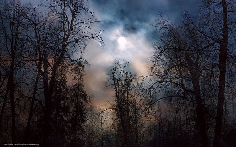 Bare Trees in Forest — Blue, Dramatic, Night, Photograph