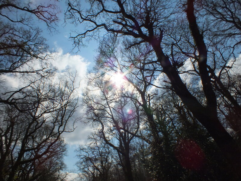Bare Trees in Forest — Blue, Dramatic