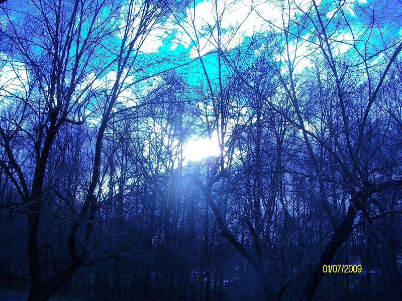 Bare Trees in Forest — Blue, Dramatic, Winter