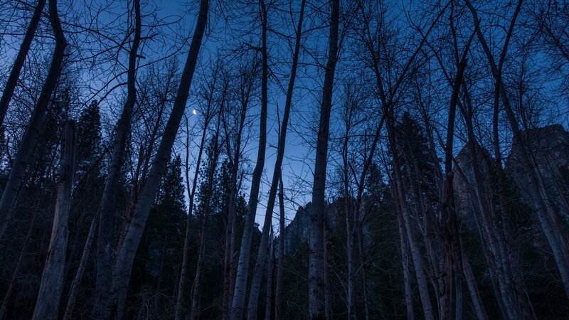 Bare Trees in Forest — Blue, Serene, Night