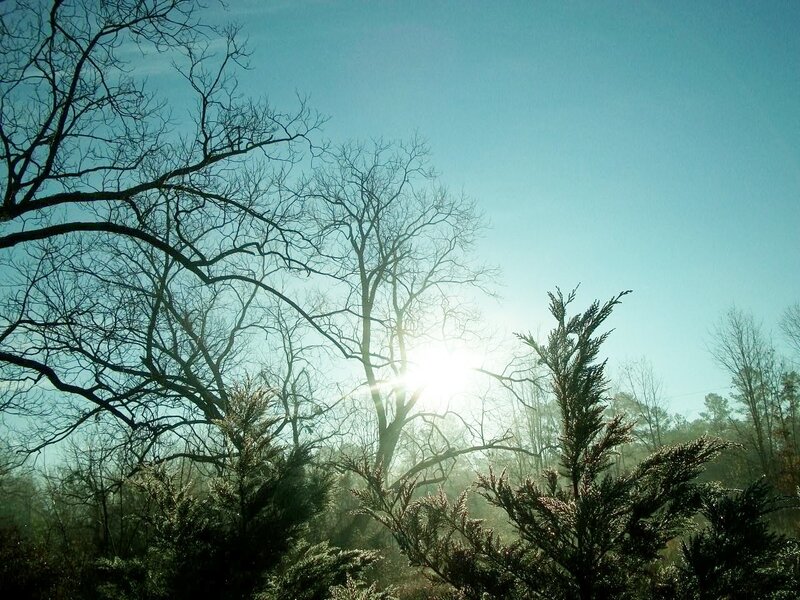 Bare Trees in Forest — Blue