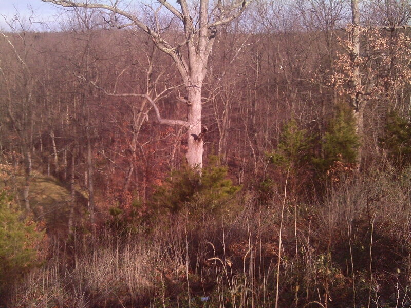 Bare Trees in Forest — Brown, Calm, Autumn