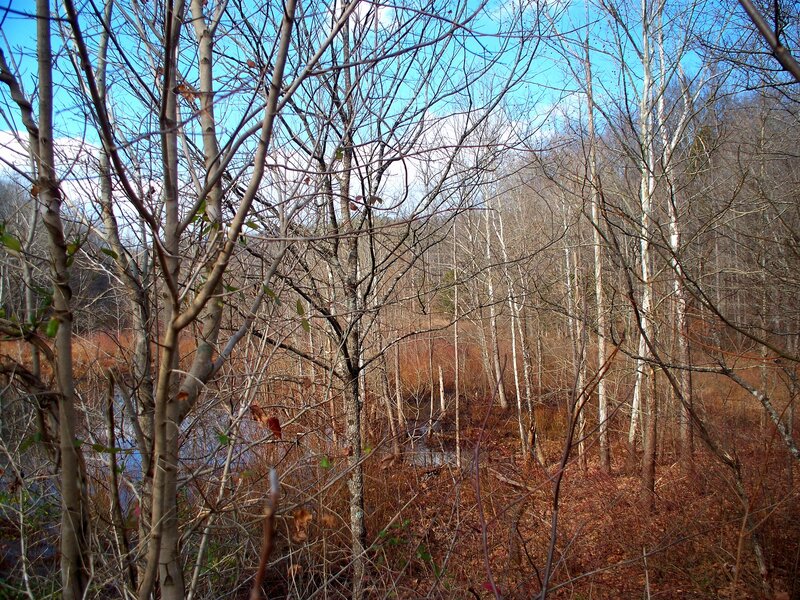 Bare Trees in Forest — Brown, Calm