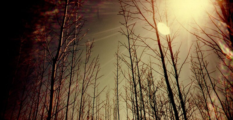Bare Trees in Forest — Brown, Dramatic, Sunset, Photograph