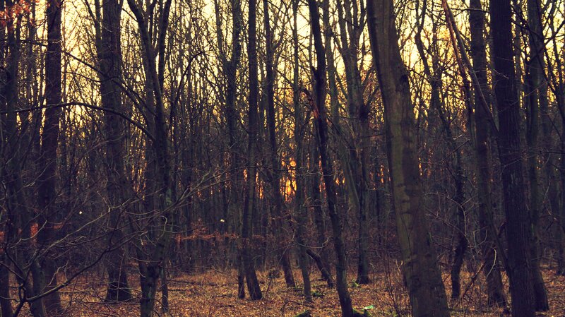 Bare Trees in Forest — Brown, Dramatic, Sunset
