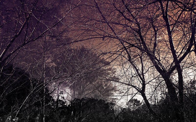 Bare Trees in Forest — Brown, Dramatic
