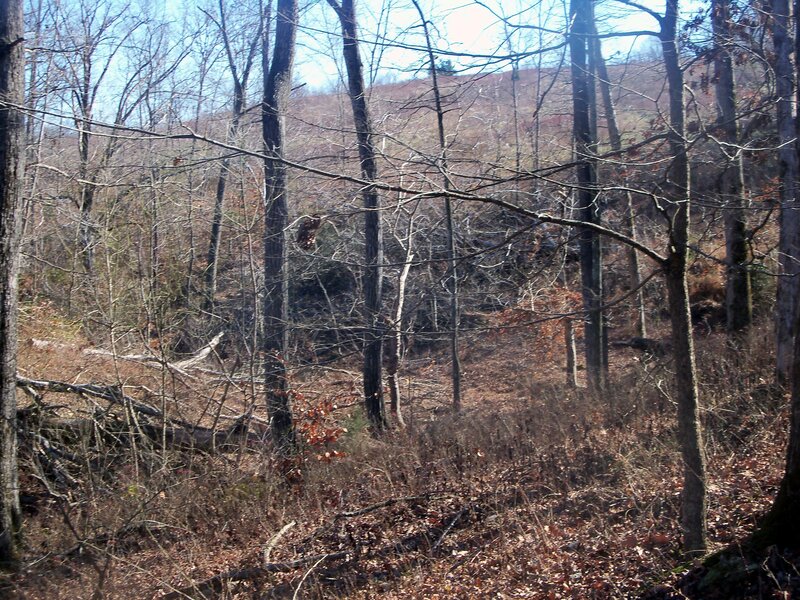 Bare Trees in Forest — Brown, Quiet