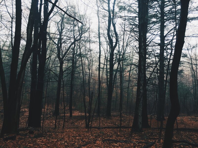 Bare Trees in Forest — Brown, Somber, Autumn