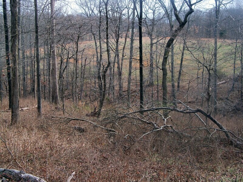 Bare Trees in Forest — Brown