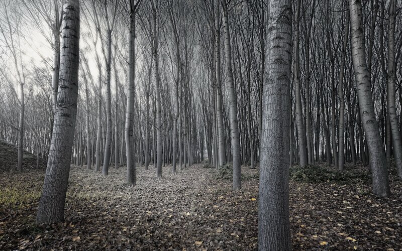 Bare Trees in Forest — Gray, Somber