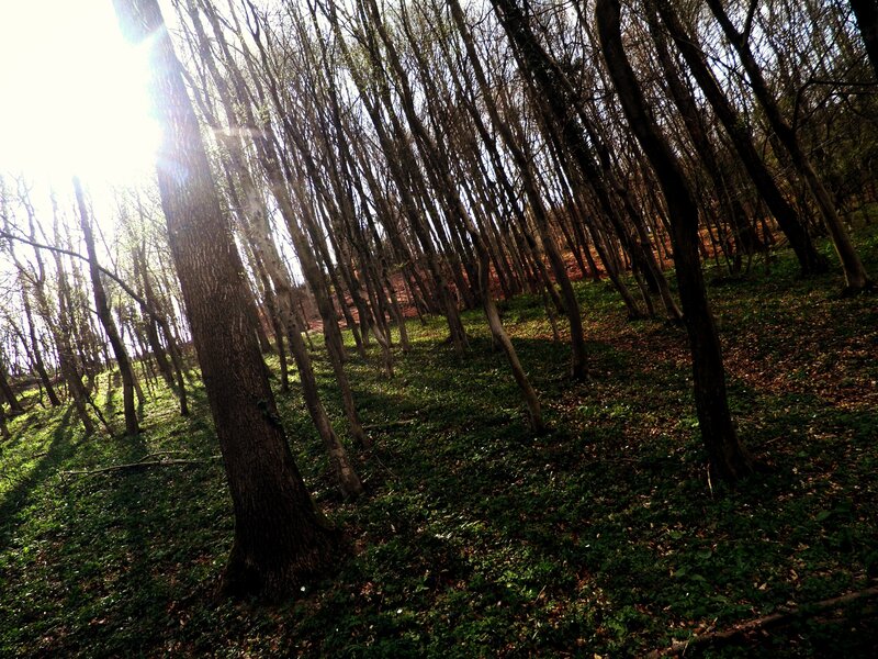 Bare Trees in Forest — Green, Dramatic