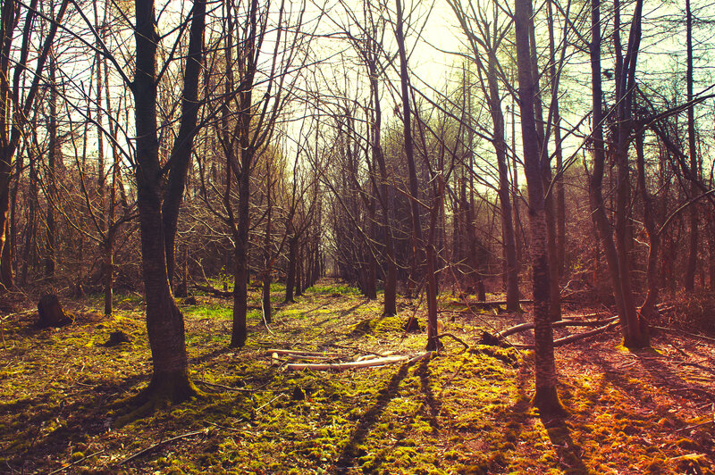 Bare Trees in Forest — Green