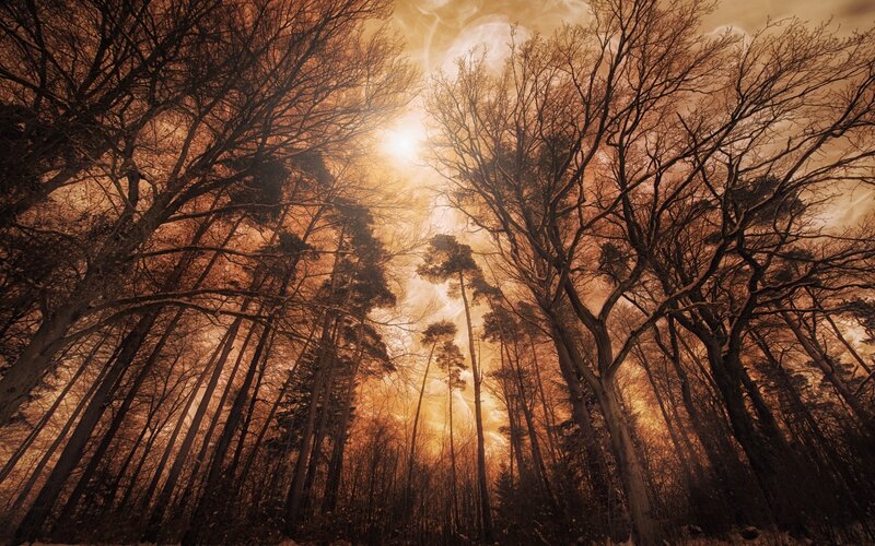 Bare Trees in Forest — Orange