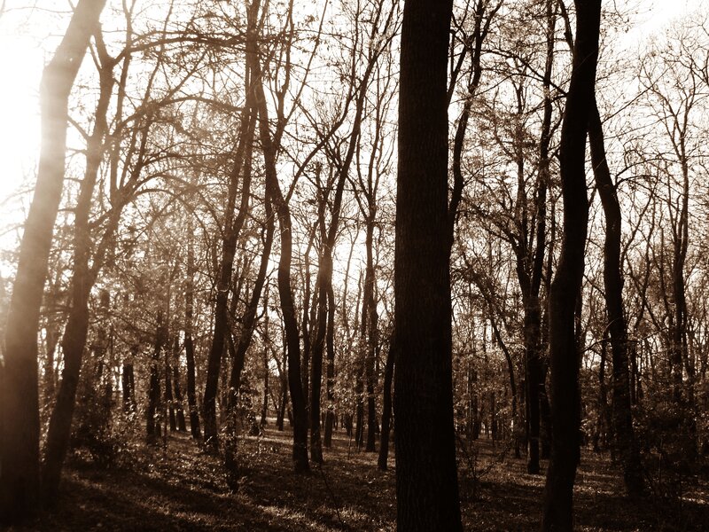 Bare Trees in Forest